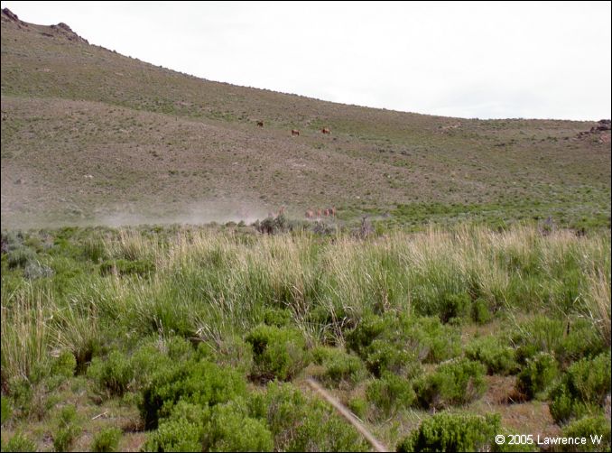 812 shelr bpk 13062005 wild horses in valley 4.jpg
